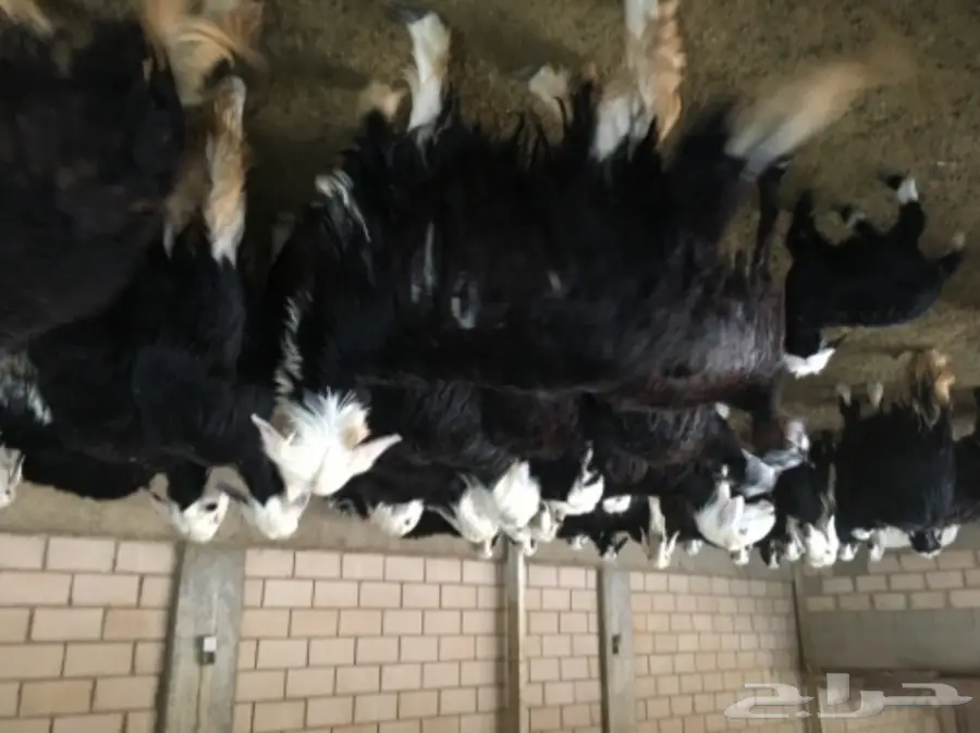 غنم نجد - نعيم وفير!