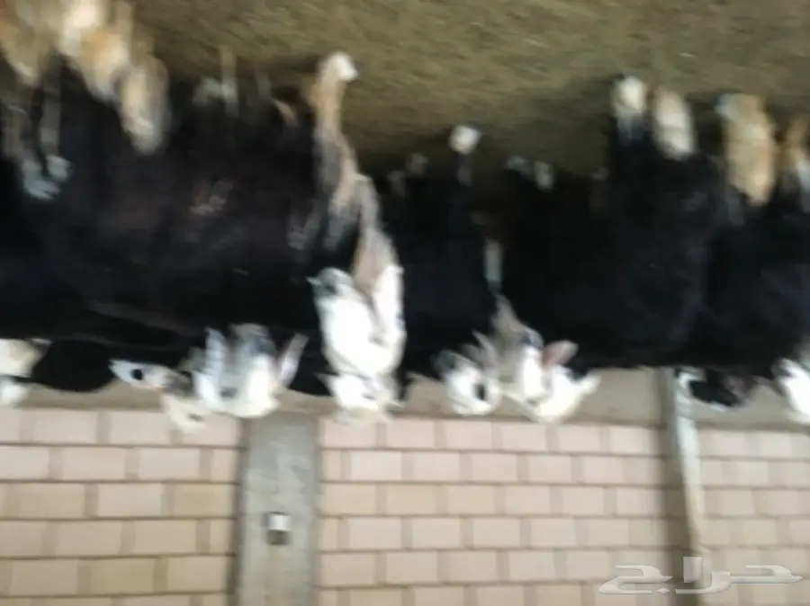 غنم نجد - نعيم وفير! (image 1)