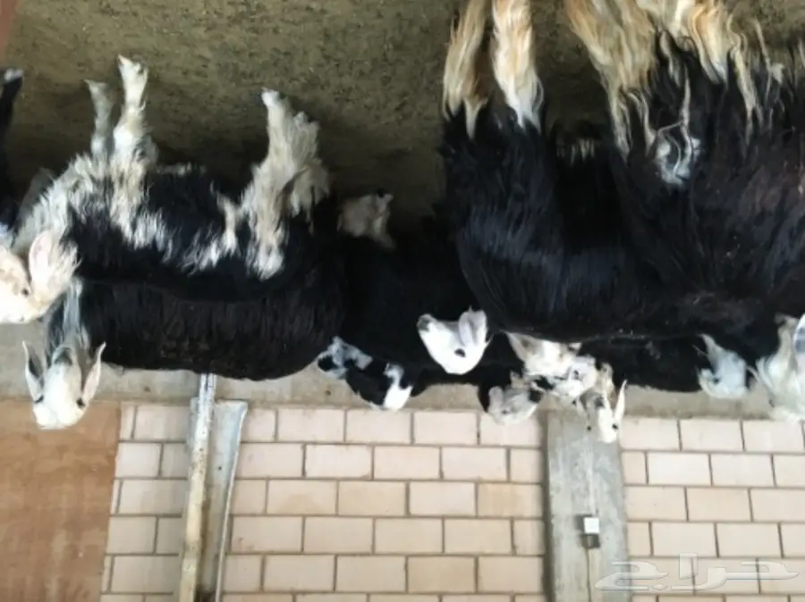 غنم نجد - نعيم وفير! (image 2)