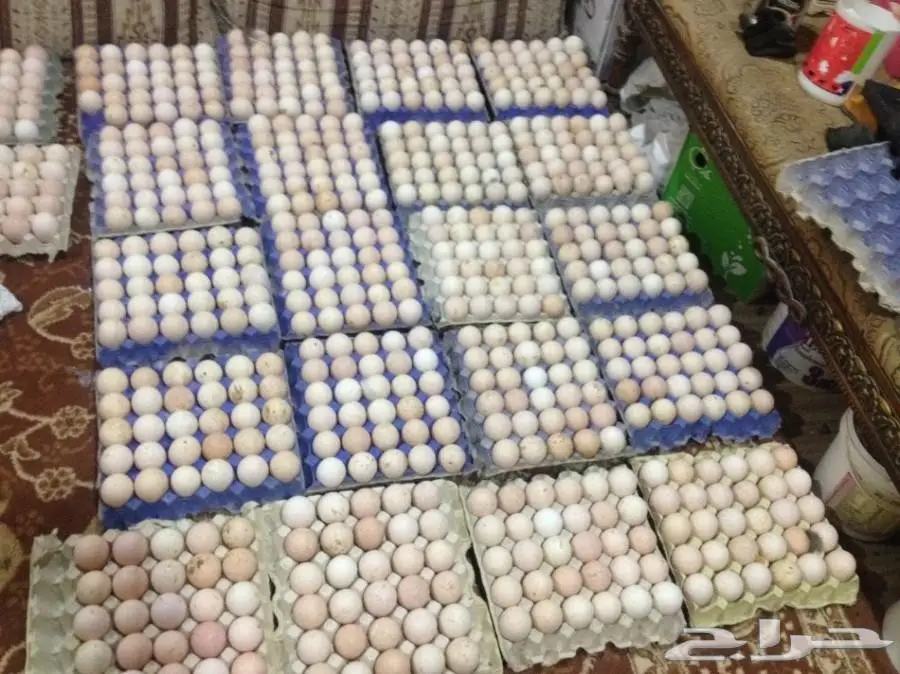 بيض رومي مخصب بنسبة عالية للبيع (image 1)