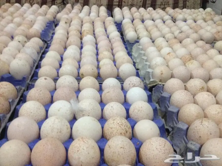بيض رومي مخصب بنسبة عالية للبيع (image 2)