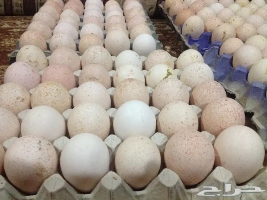 بيض رومي مخصب بنسبة عالية للبيع (image 3)