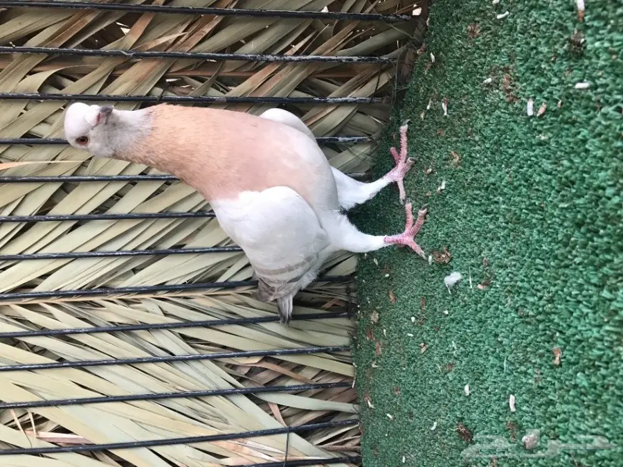 انثى مستوى (image 1)