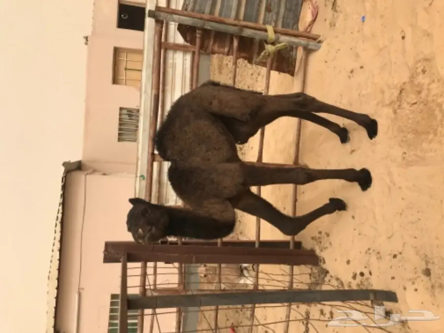 فرصة ذهبية! خدمات عالية الجودة وبأسعار مميزة