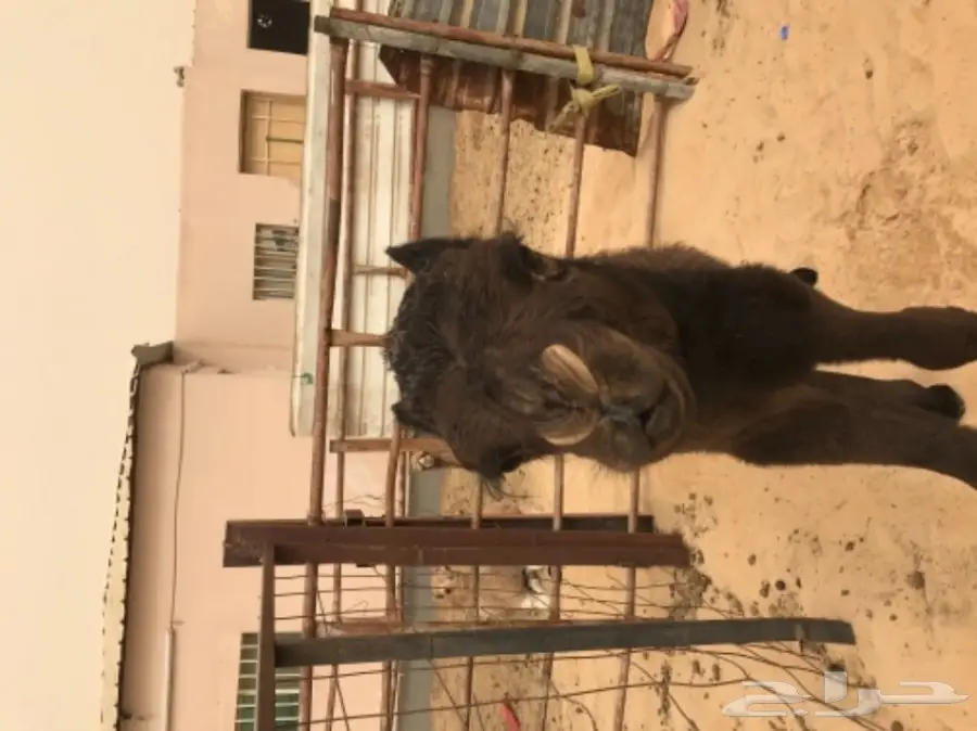 فرصة ذهبية! خدمات عالية الجودة وبأسعار مميزة (image 1)