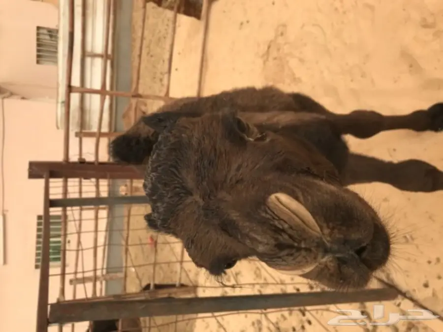 فرصة ذهبية! خدمات عالية الجودة وبأسعار مميزة (image 2)