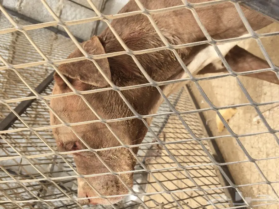 بيتبول أنثى أنيقة - فرصة لا تُفوَّت! (image 1)