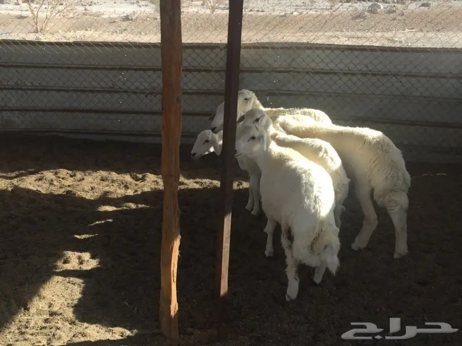 ذبائح حري سمان ونظيفة وفل شحم مع التوصيل (image 6)