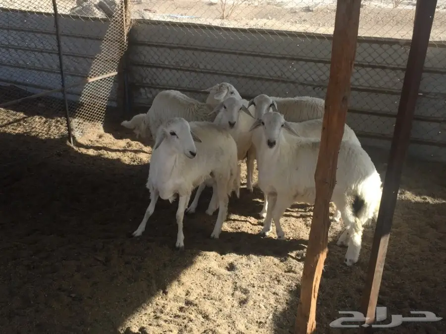 ذبائح حري سمان ونظيفة وفل شحم مع التوصيل (image 8)