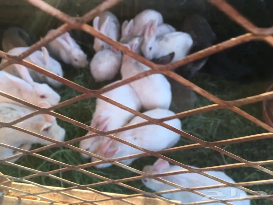 للبيع ارانب بلدي وفرنسي