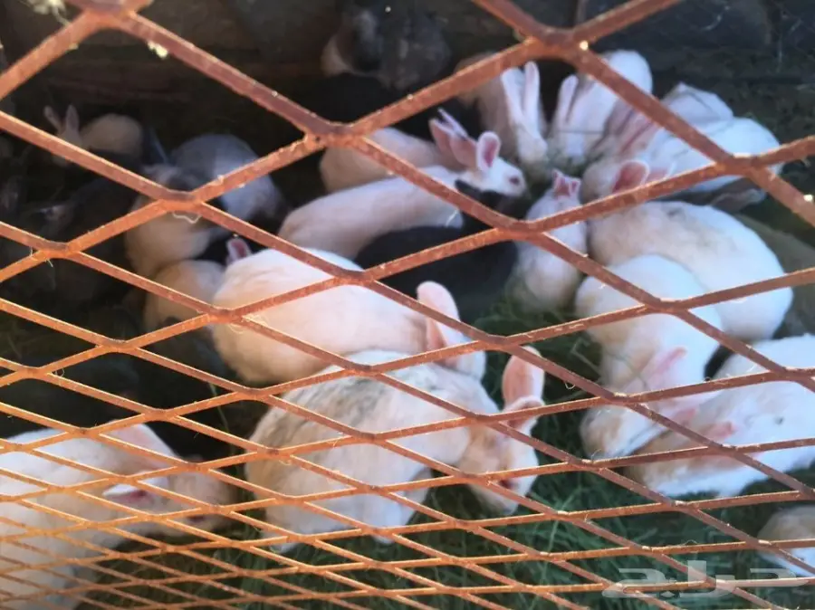 للبيع ارانب بلدي وفرنسي (image 1)