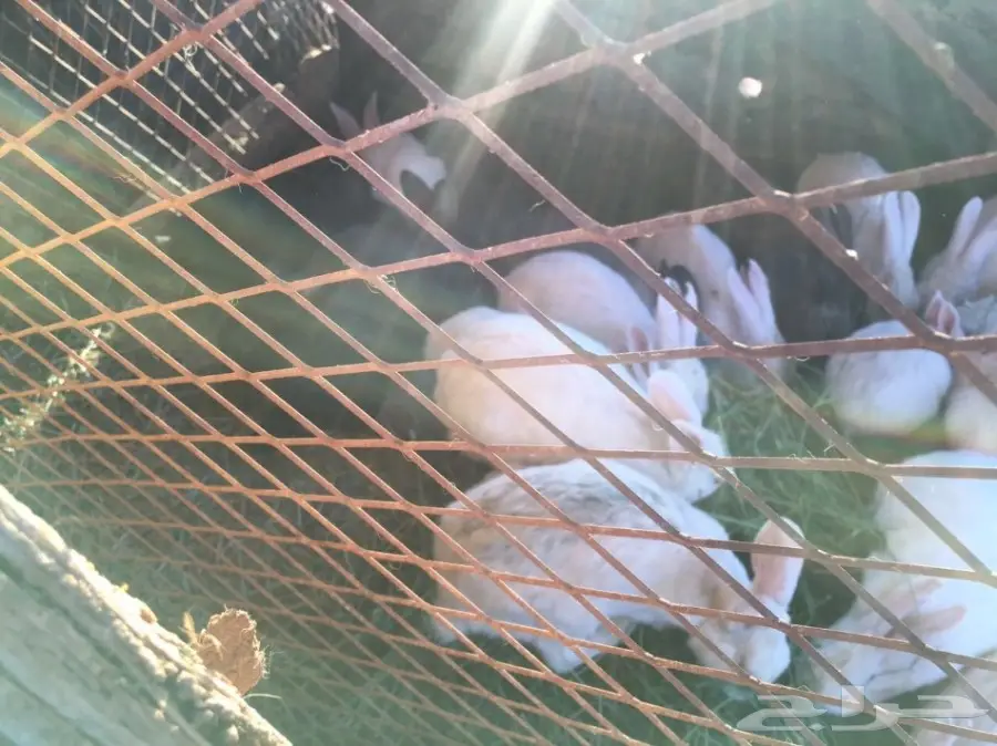 للبيع ارانب بلدي وفرنسي (image 2)