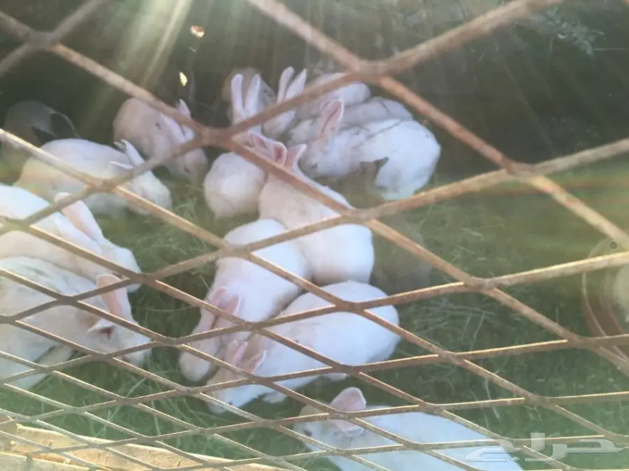 للبيع ارانب بلدي وفرنسي (image 3)