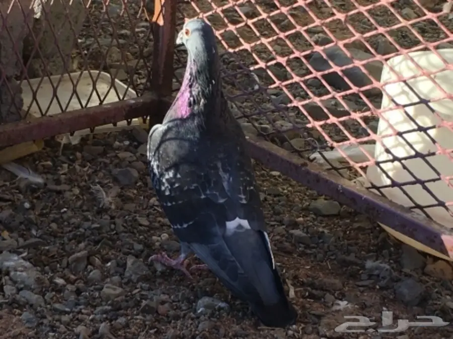 حمام اتراك  (image 13)