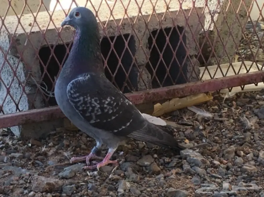 حمام اتراك  (image 14)