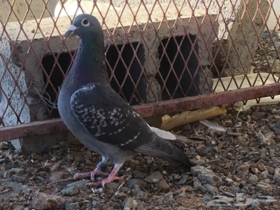 حمام اتراك  (image 15)