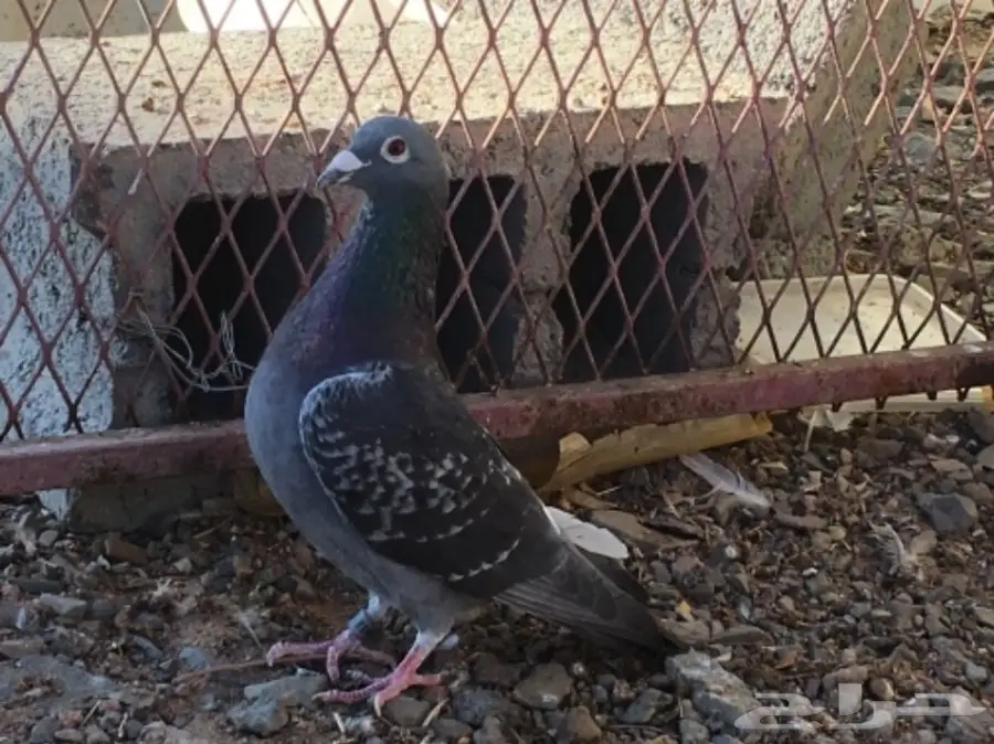 حمام اتراك  (image 16)