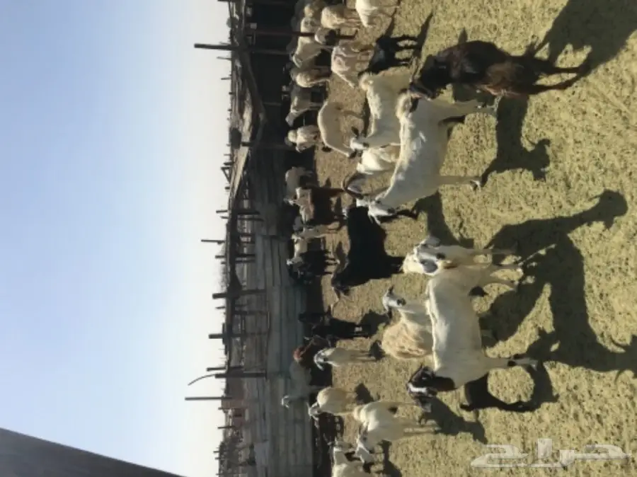 غنم للبيع (image 1)