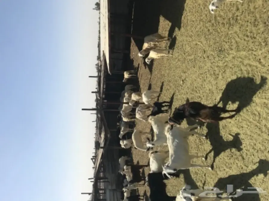 غنم للبيع (image 2)