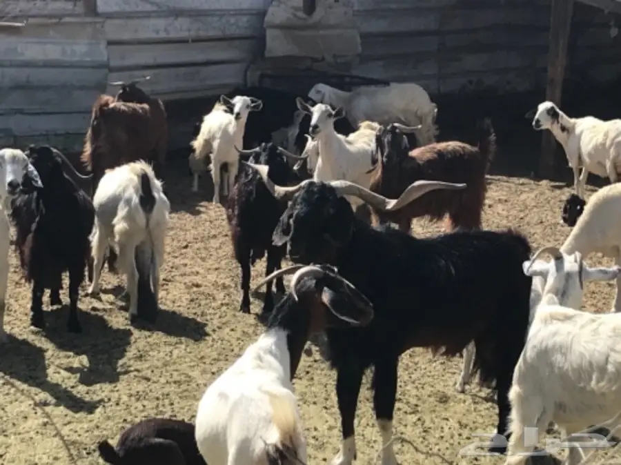 غنم للبيع (image 4)