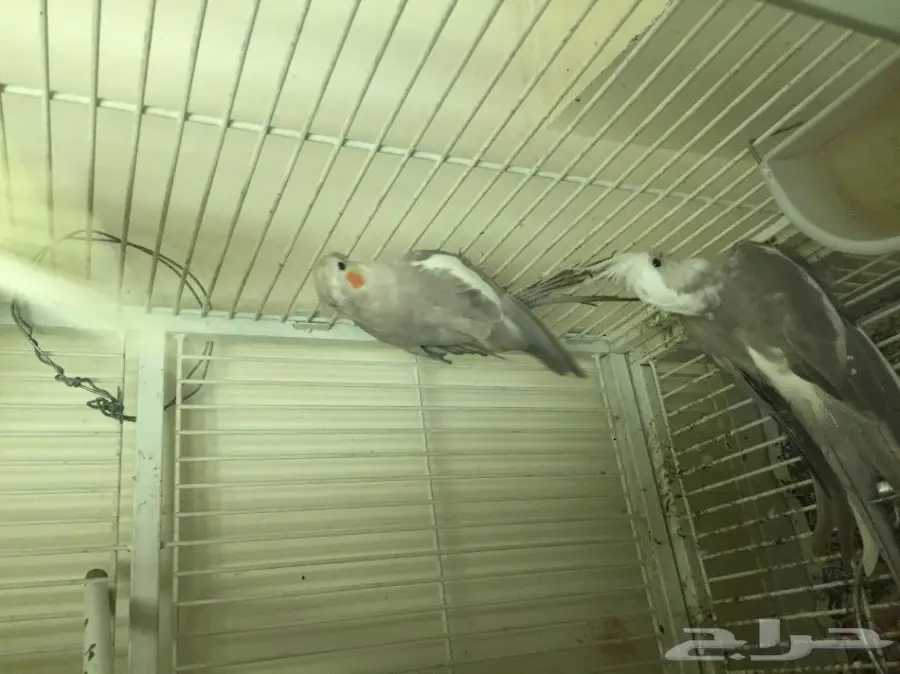 جوز كروان هولندي