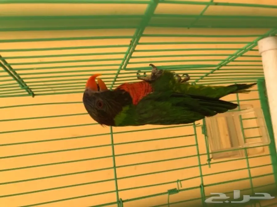 لوري رينبو (image 1)