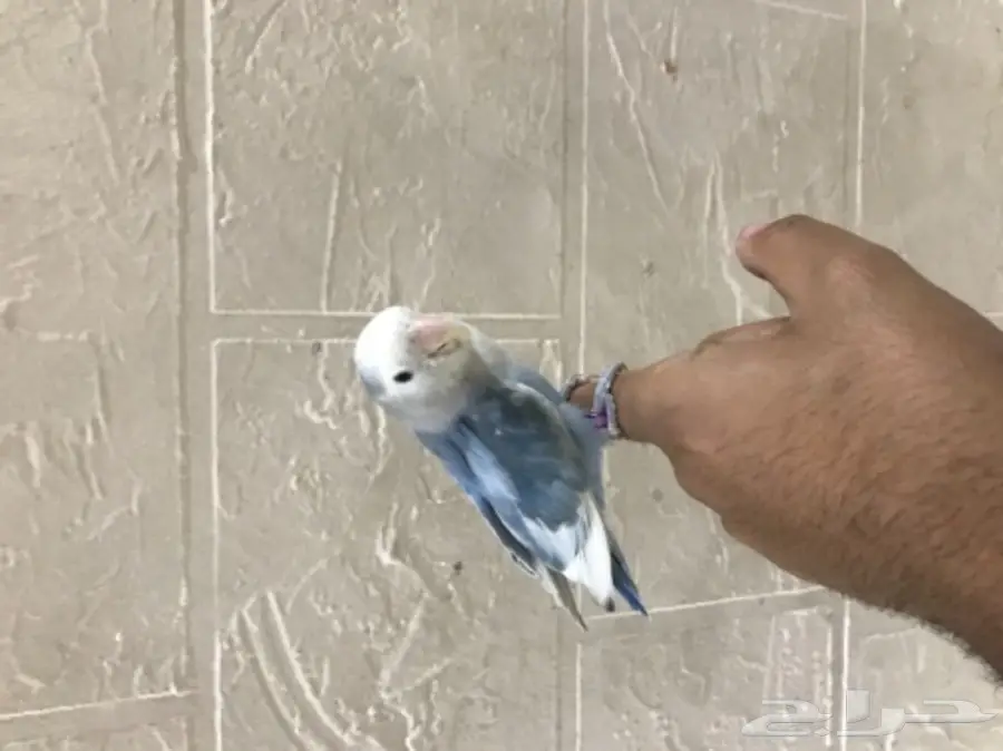 روز اليف وهدد 