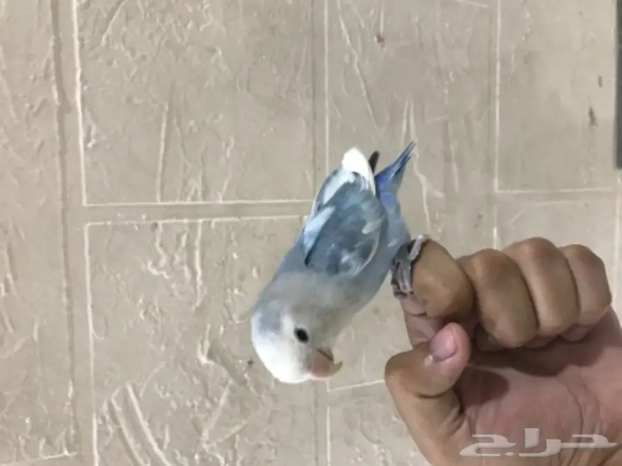 روز اليف وهدد  (image 1)