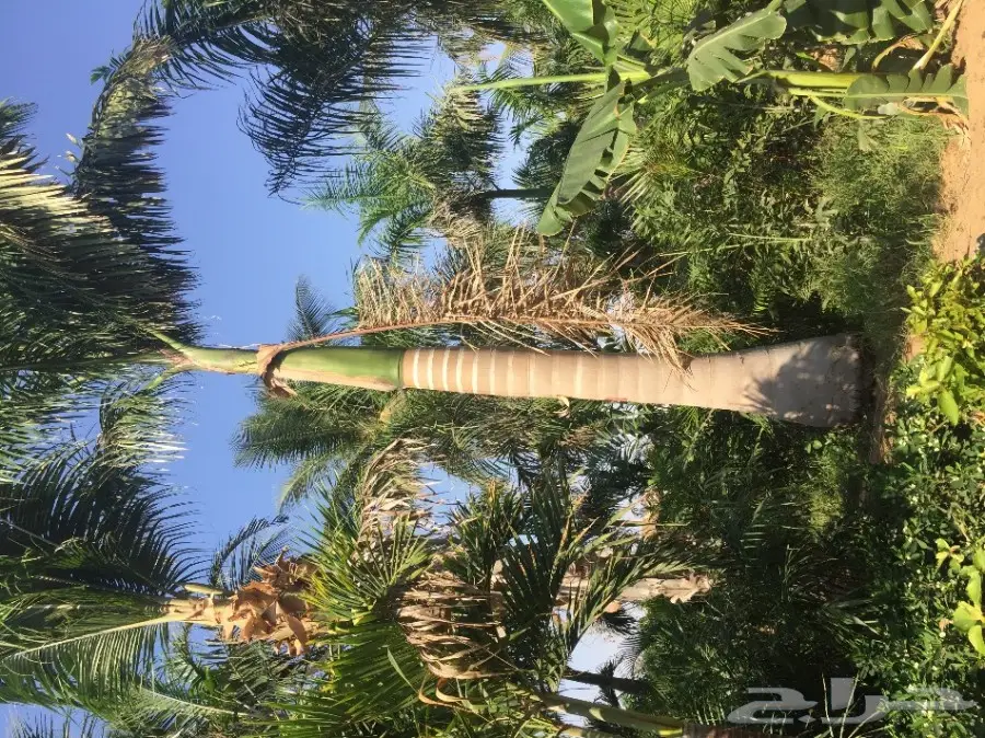 شتلات زراعية ونباتات زينة ونجيلة طبيعية للبيع (image 1)