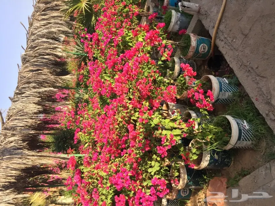 شتلات زراعية ونباتات زينة ونجيلة طبيعية للبيع (image 5)