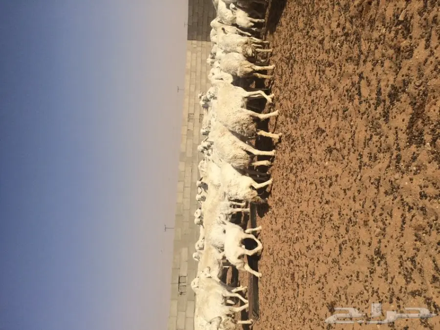 للبيع غنم حرية عددها 70