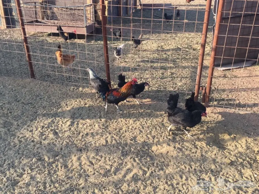 للبيع دجاج وديكه بلدي