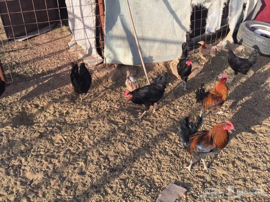 للبيع دجاج وديكه بلدي (image 1)