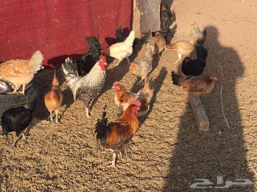 للبيع دجاج وديكه بلدي (image 2)