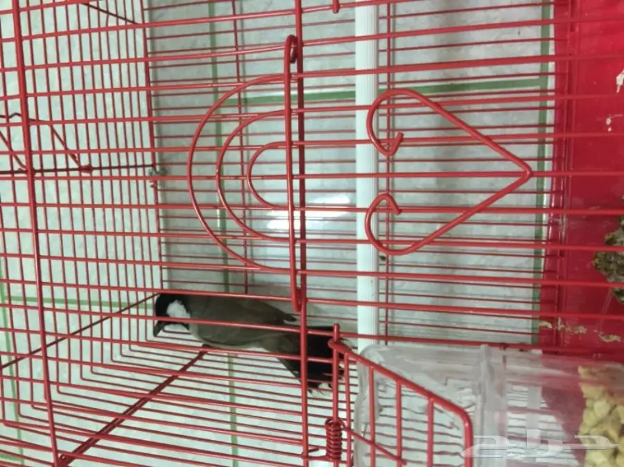 نغري عراقي للبيع - حالة ممتازة! (image 2)