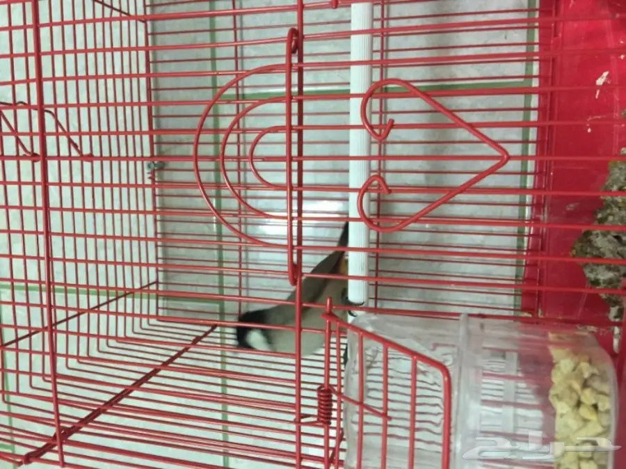 نغري عراقي للبيع - حالة ممتازة! (image 3)