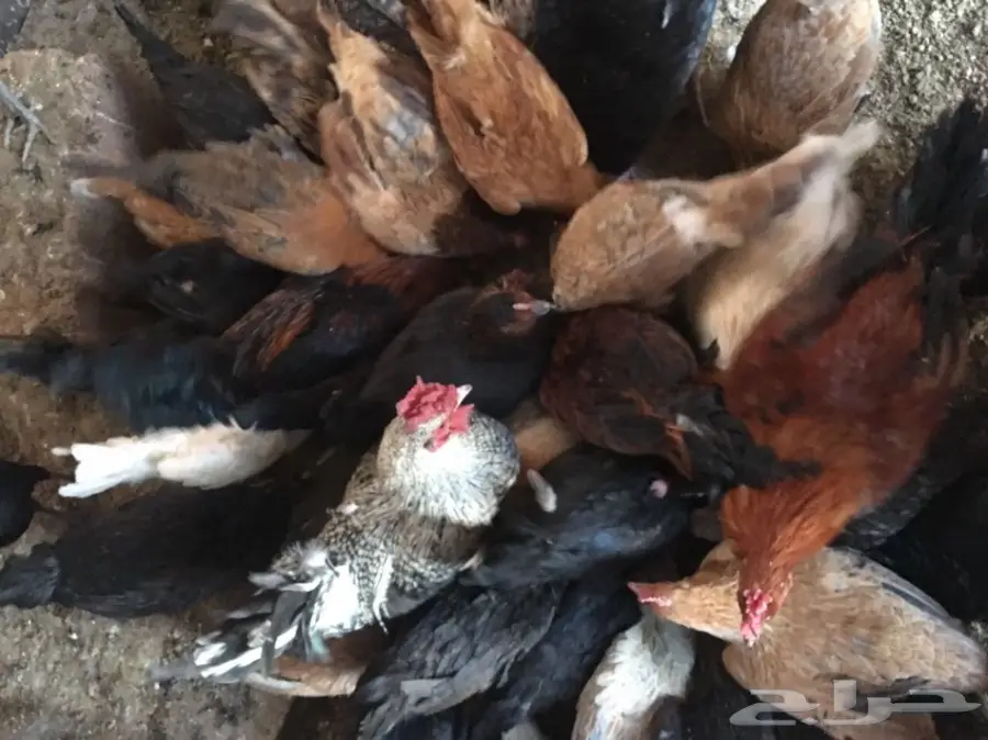 للبيع دجاج وديكه بلدي (image 13)