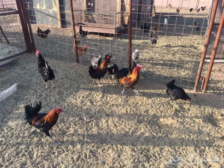 للبيع دجاج وديكه بلدي (image 14)