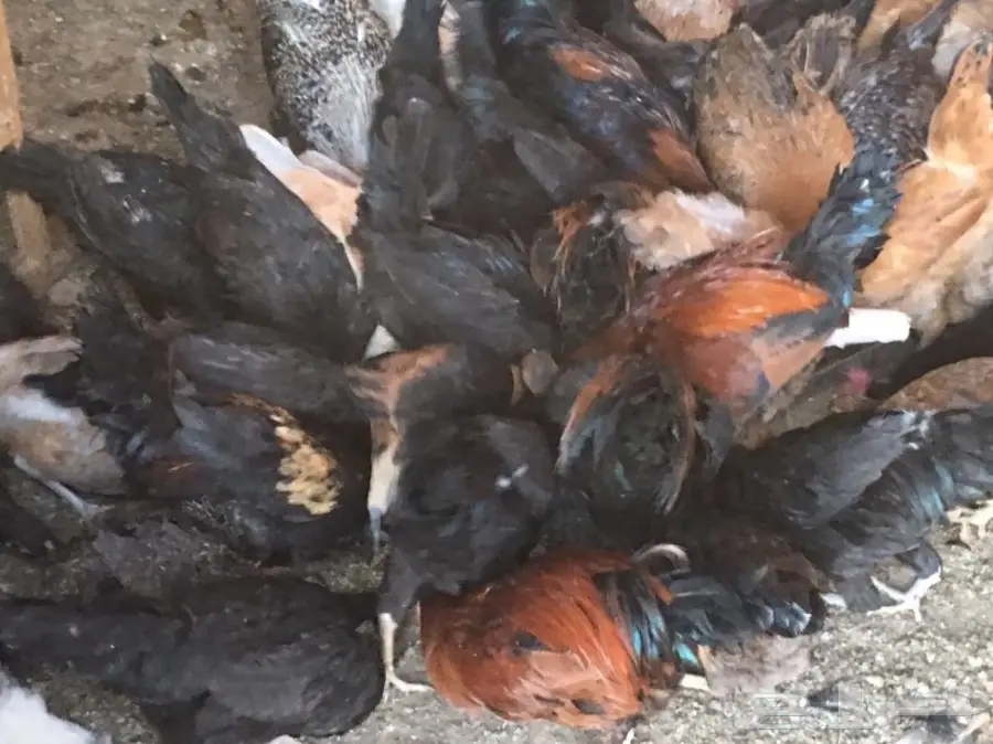 للبيع دجاج وديكه بلدي (image 15)