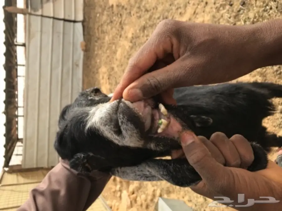 عنز تحتها جفرة