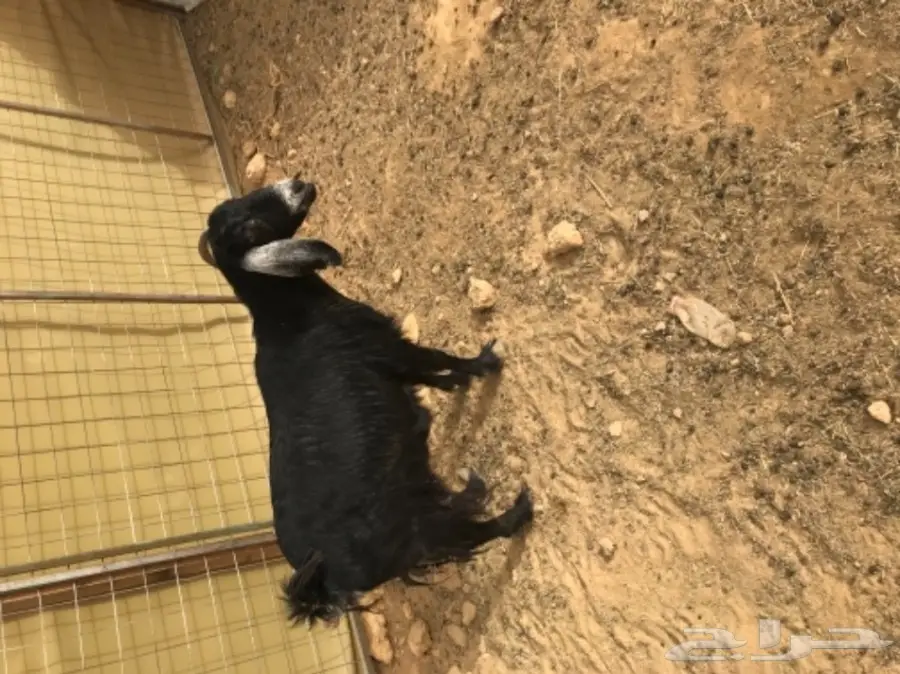 عنز تحتها جفرة (image 1)