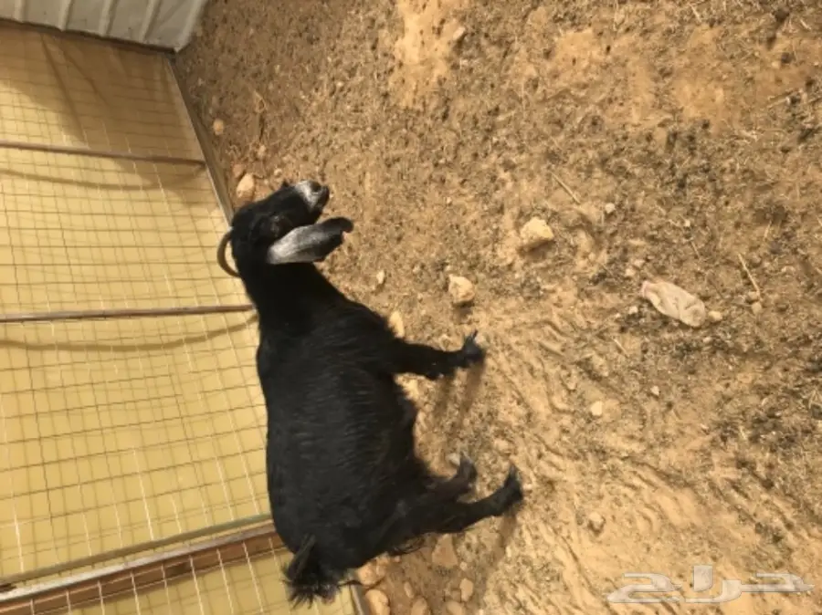 عنز تحتها جفرة (image 2)