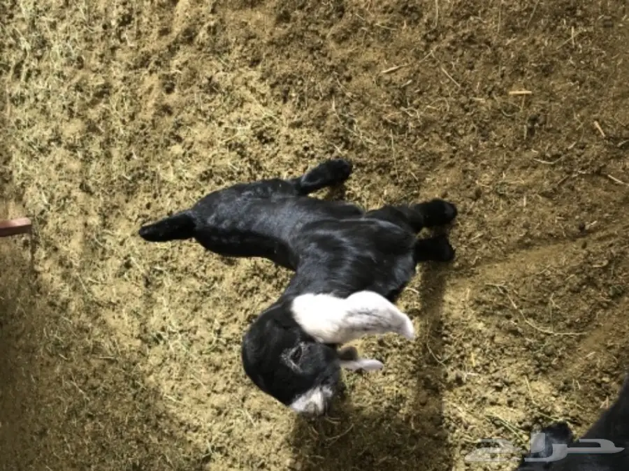 عنز تحتها جفرة (image 3)