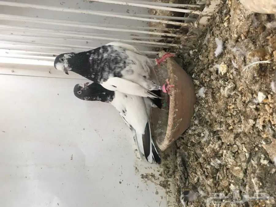 اجواز باكستانية عالية الجودة - أساسات قوية