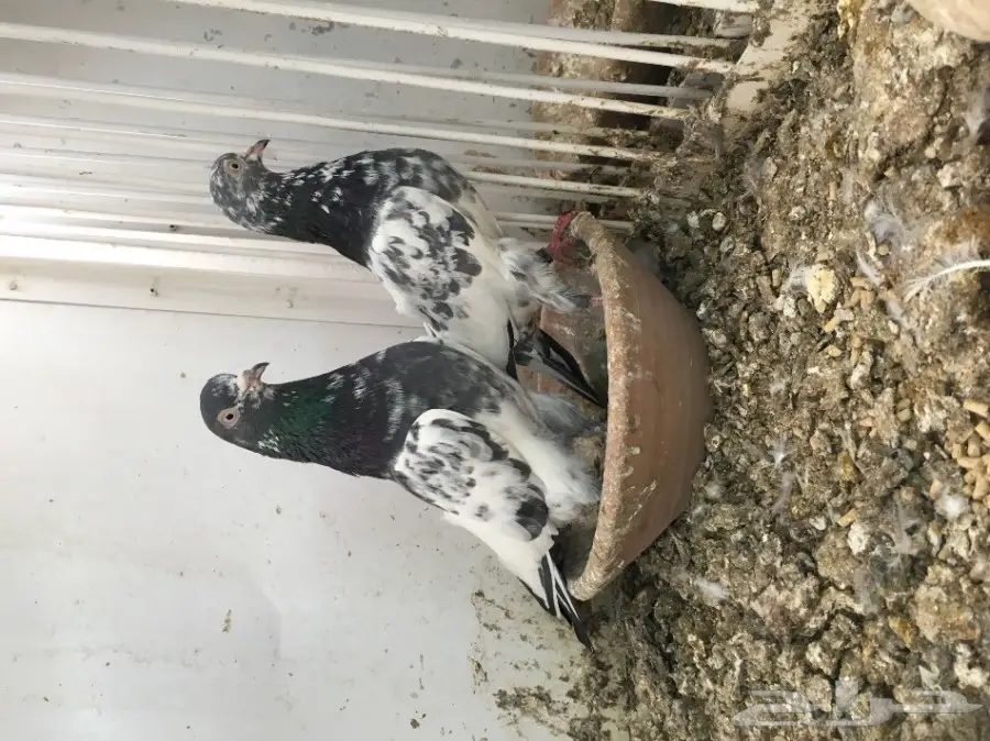 اجواز باكستانية عالية الجودة - أساسات قوية (image 6)