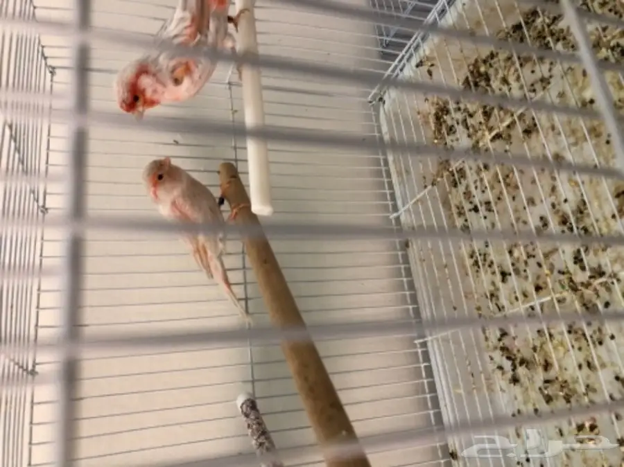 ازواج كناري منتجة