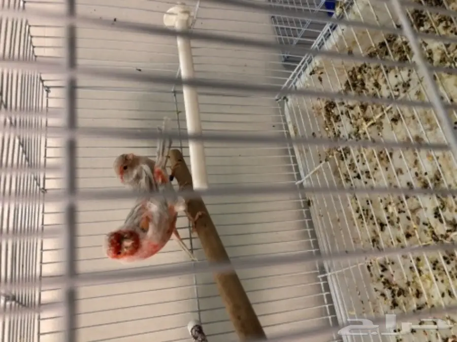 ازواج كناري منتجة (image 1)