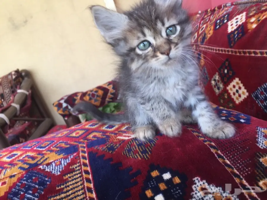 قطط كيتن (image 2)