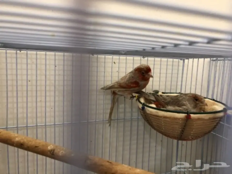 ازواج كناري منتجة (image 2)