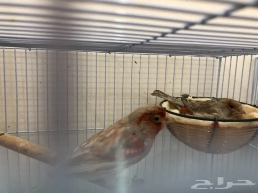 ازواج كناري منتجة (image 3)